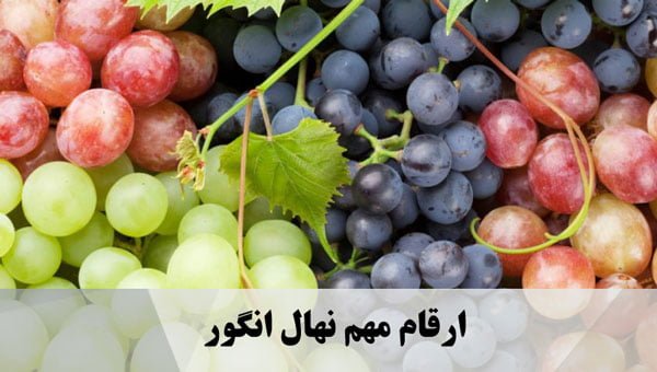ارقام مهم نهال انگور