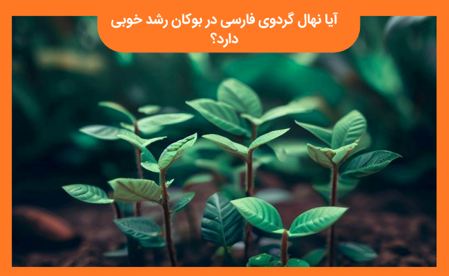آیا نهال گردوی فارسی در بوکان رشد خوبی دارد؟